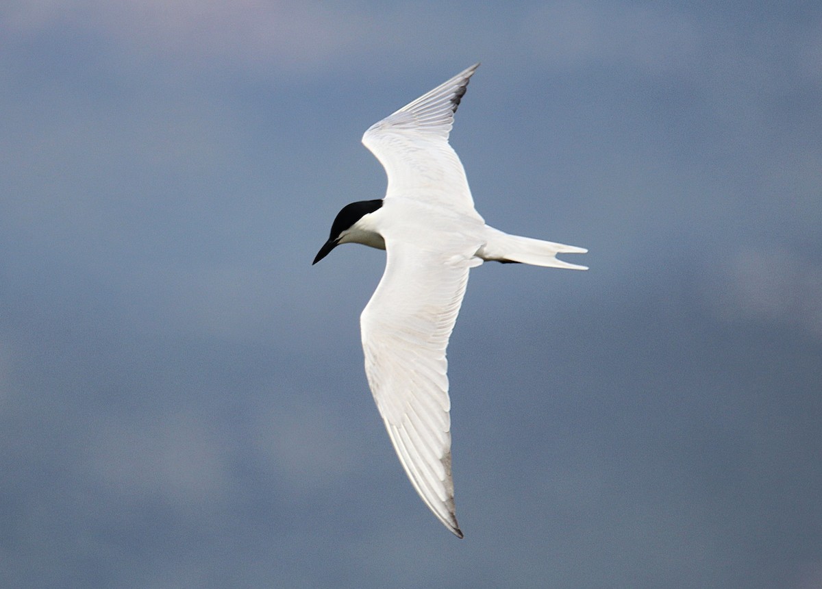 Gull-billed Tern - ML639097822