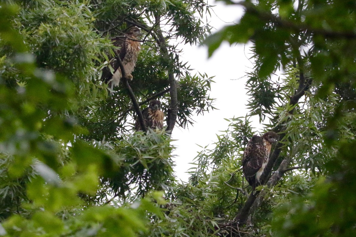 Red-tailed Hawk - ML639097823