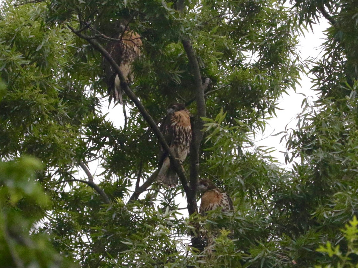Red-tailed Hawk - ML639097824