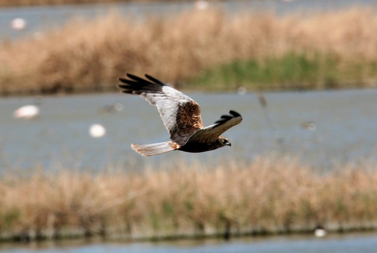 Western Marsh Harrier - ML639097845