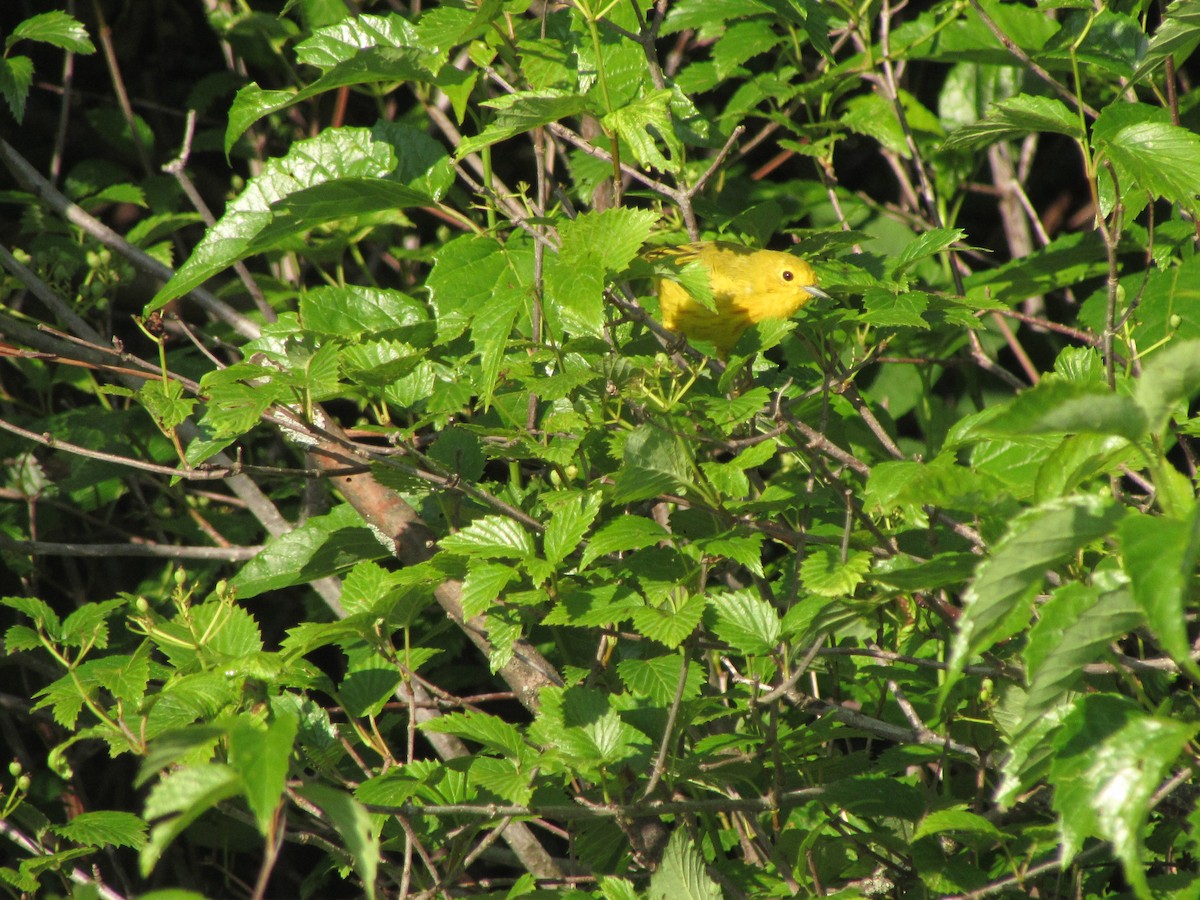 Yellow Warbler - ML639097846