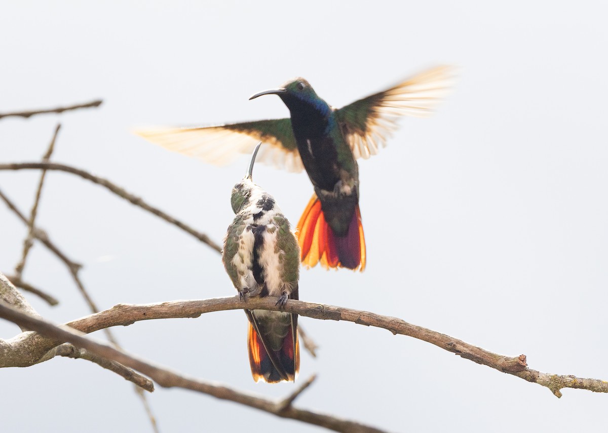 Black-throated Mango (Black-throated) - ML639097868