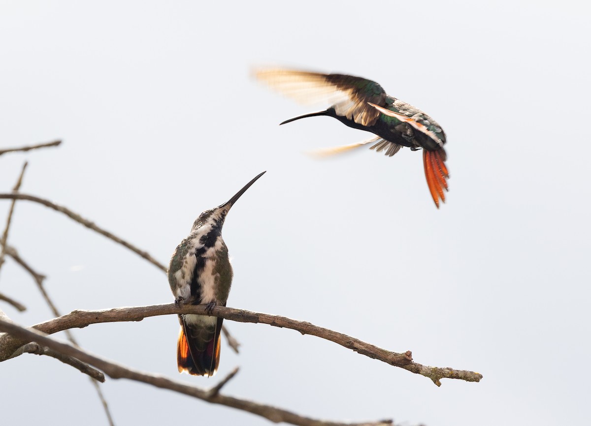 Black-throated Mango (Black-throated) - ML639097869