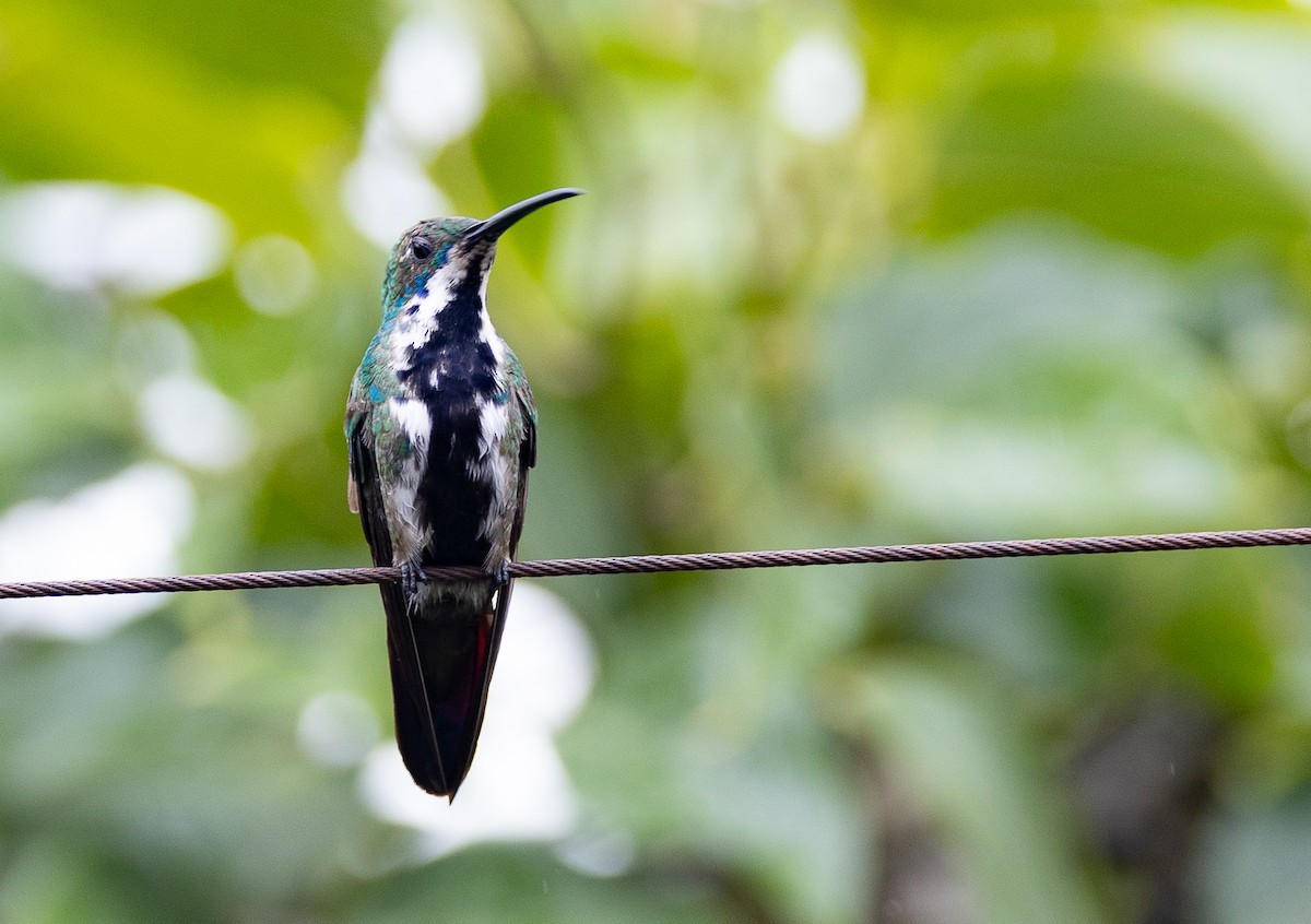 Black-throated Mango (Black-throated) - ML639097871