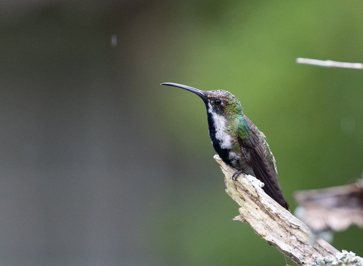 Black-throated Mango (Black-throated) - ML639097872
