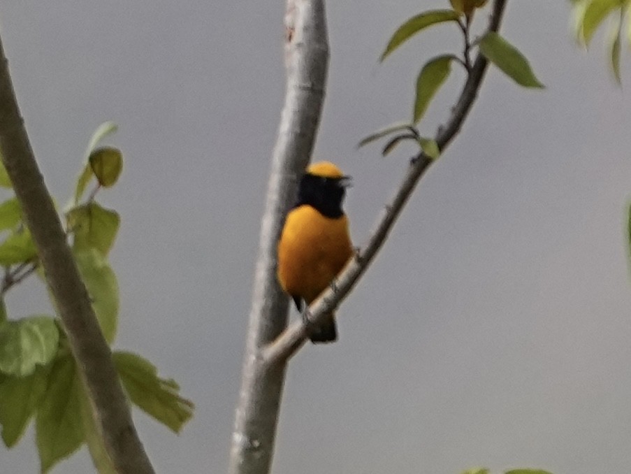 Orange-crowned Euphonia - ML639097925