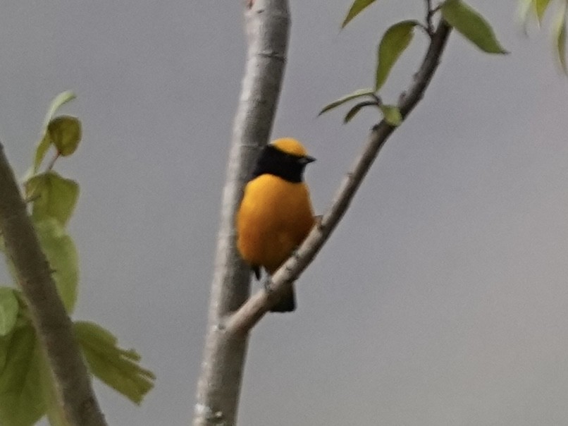 Orange-crowned Euphonia - ML639097926