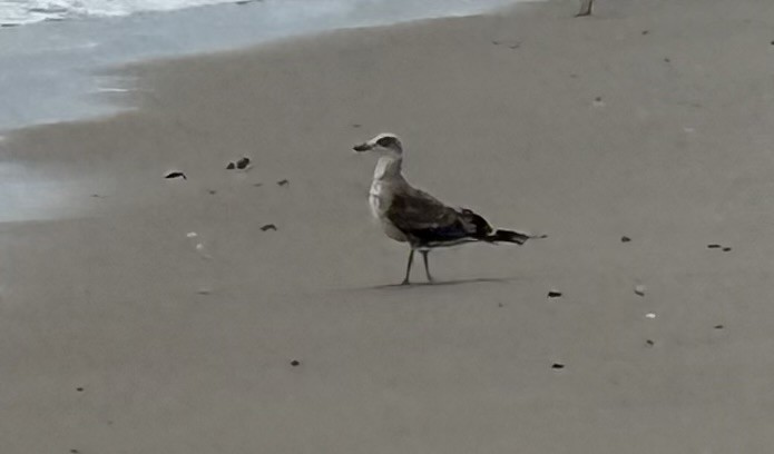 Gaviota Sombría - ML639097927