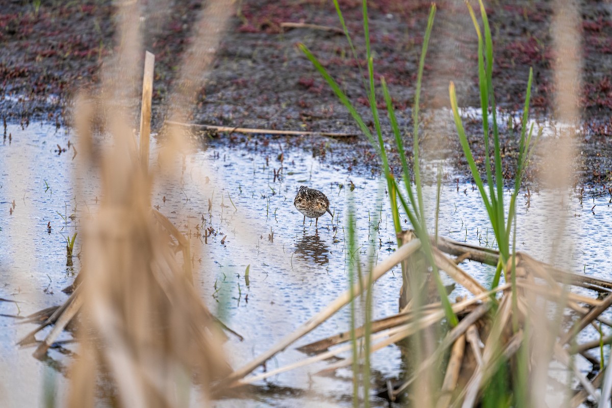 Least Sandpiper - ML639098026
