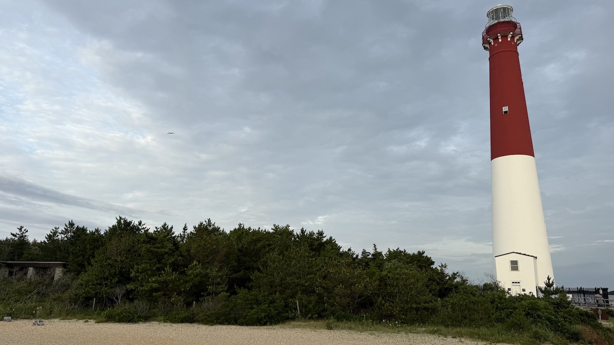 null - ML639098085