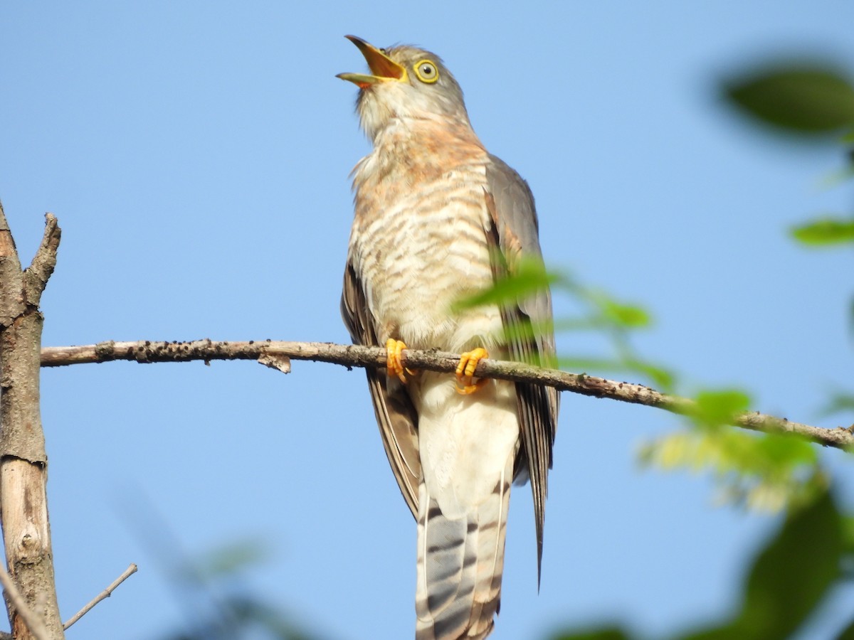 Common Hawk-Cuckoo - ML639098189