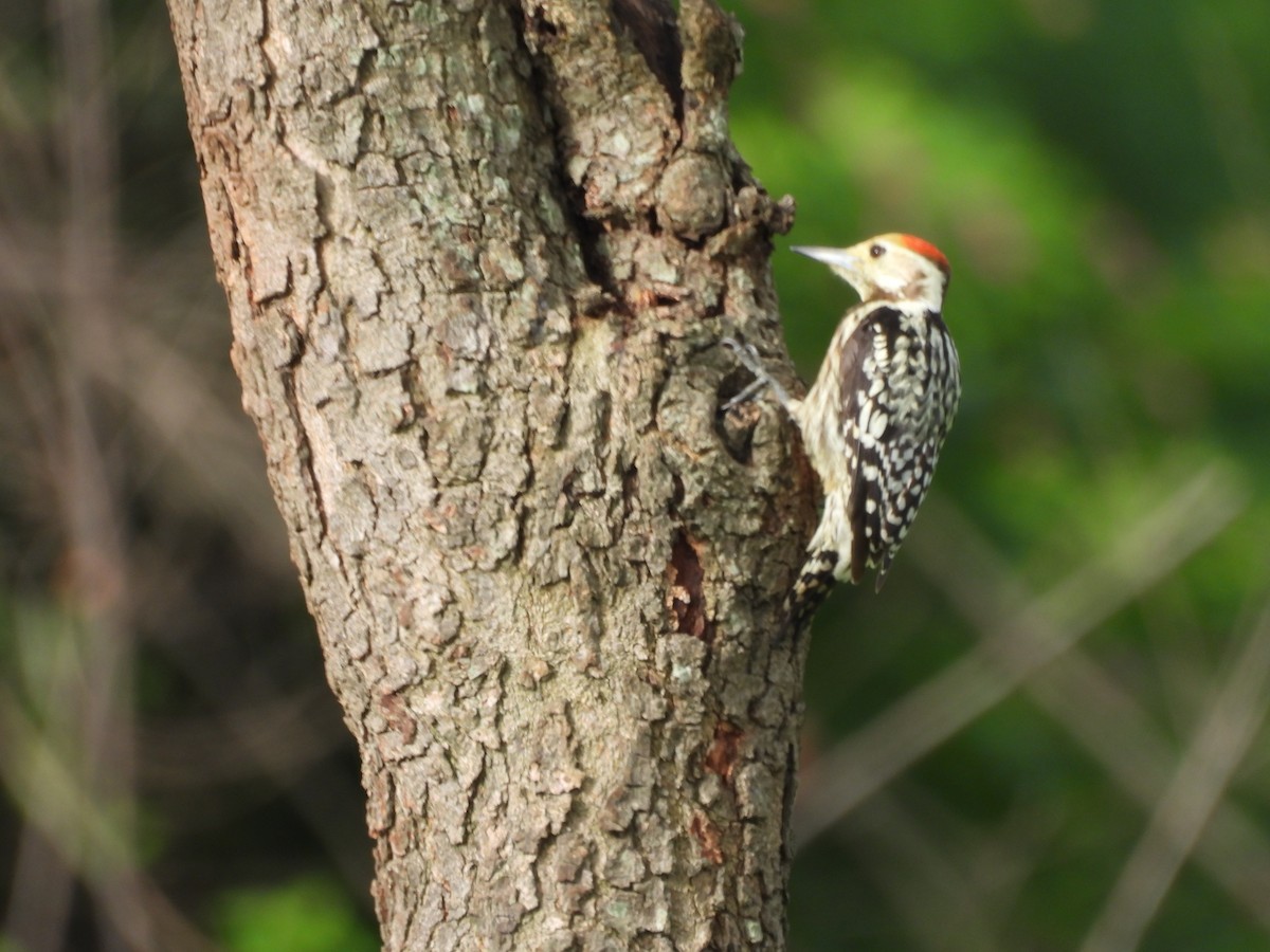 Yellow-crowned Woodpecker - ML639098195