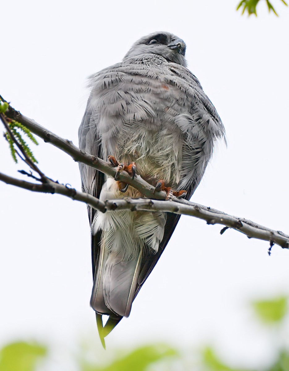 Mississippi Kite - ML639098208