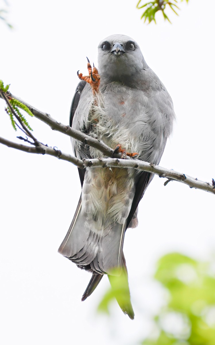 Mississippi Kite - ML639098210