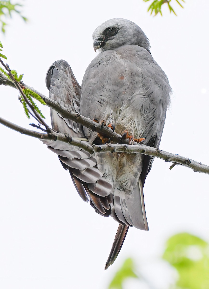 Mississippi Kite - ML639098211