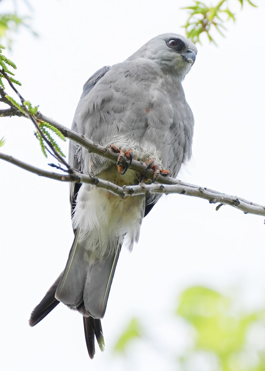 Mississippi Kite - ML639098212