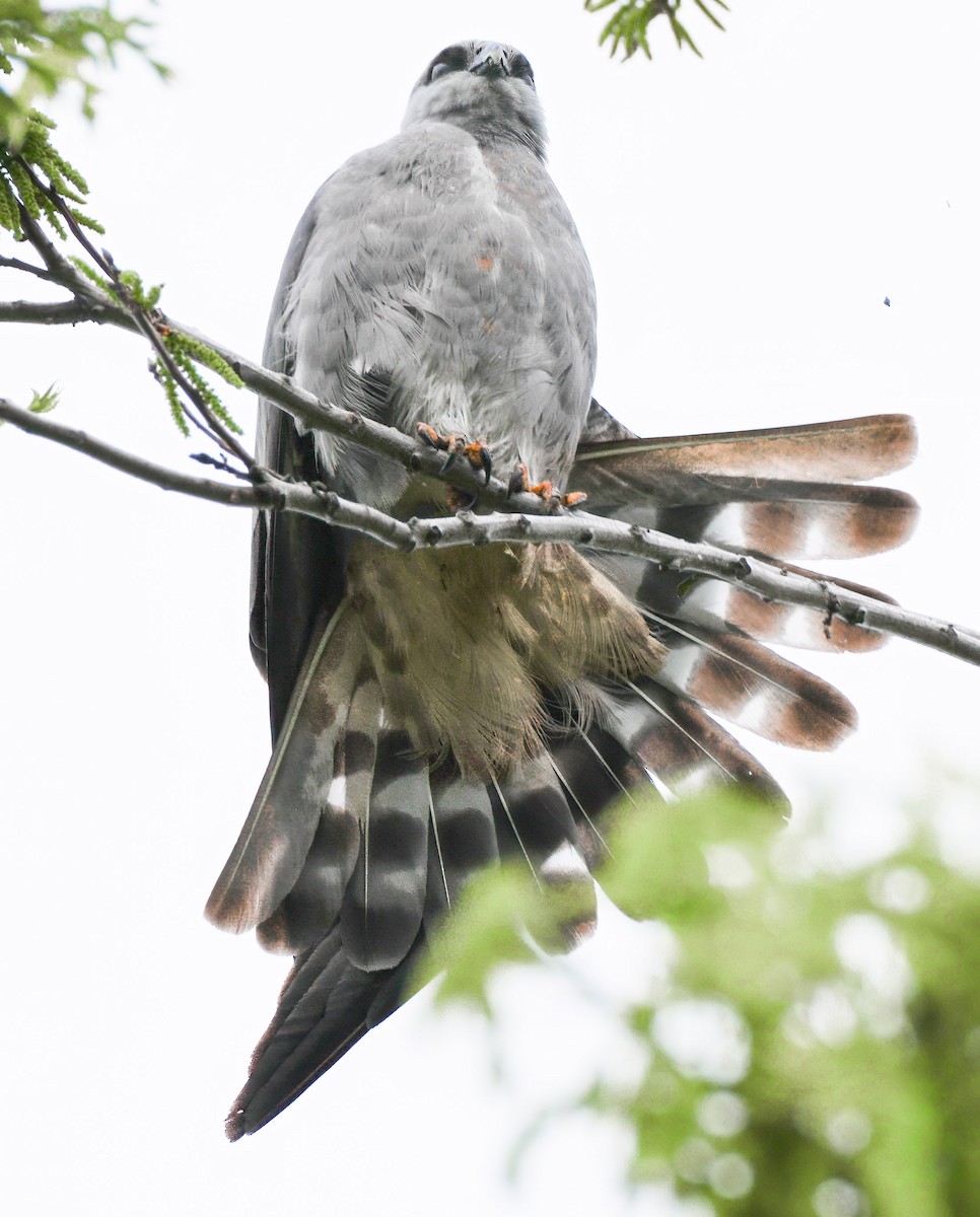 Mississippi Kite - ML639098213