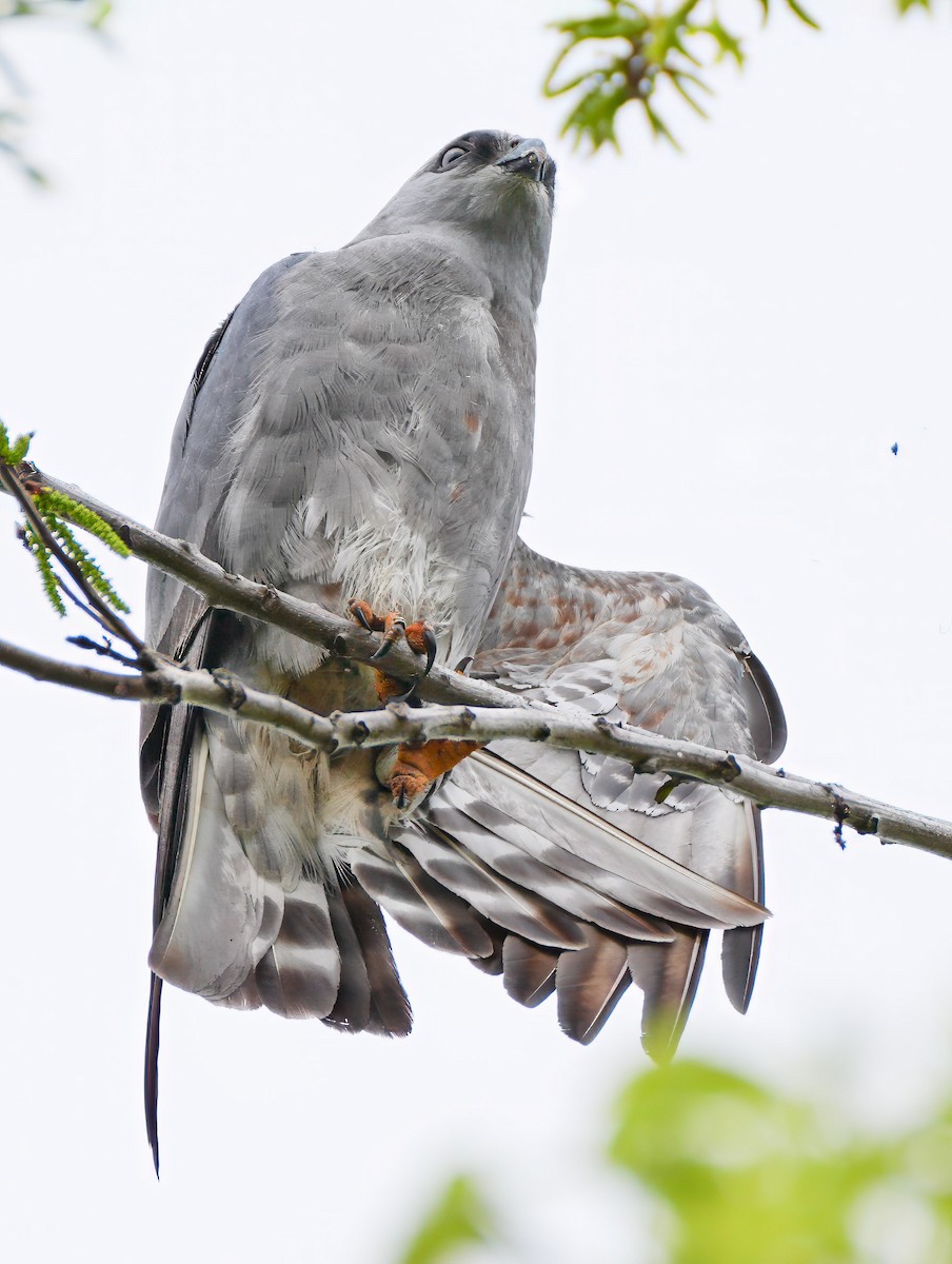 Mississippi Kite - ML639098214
