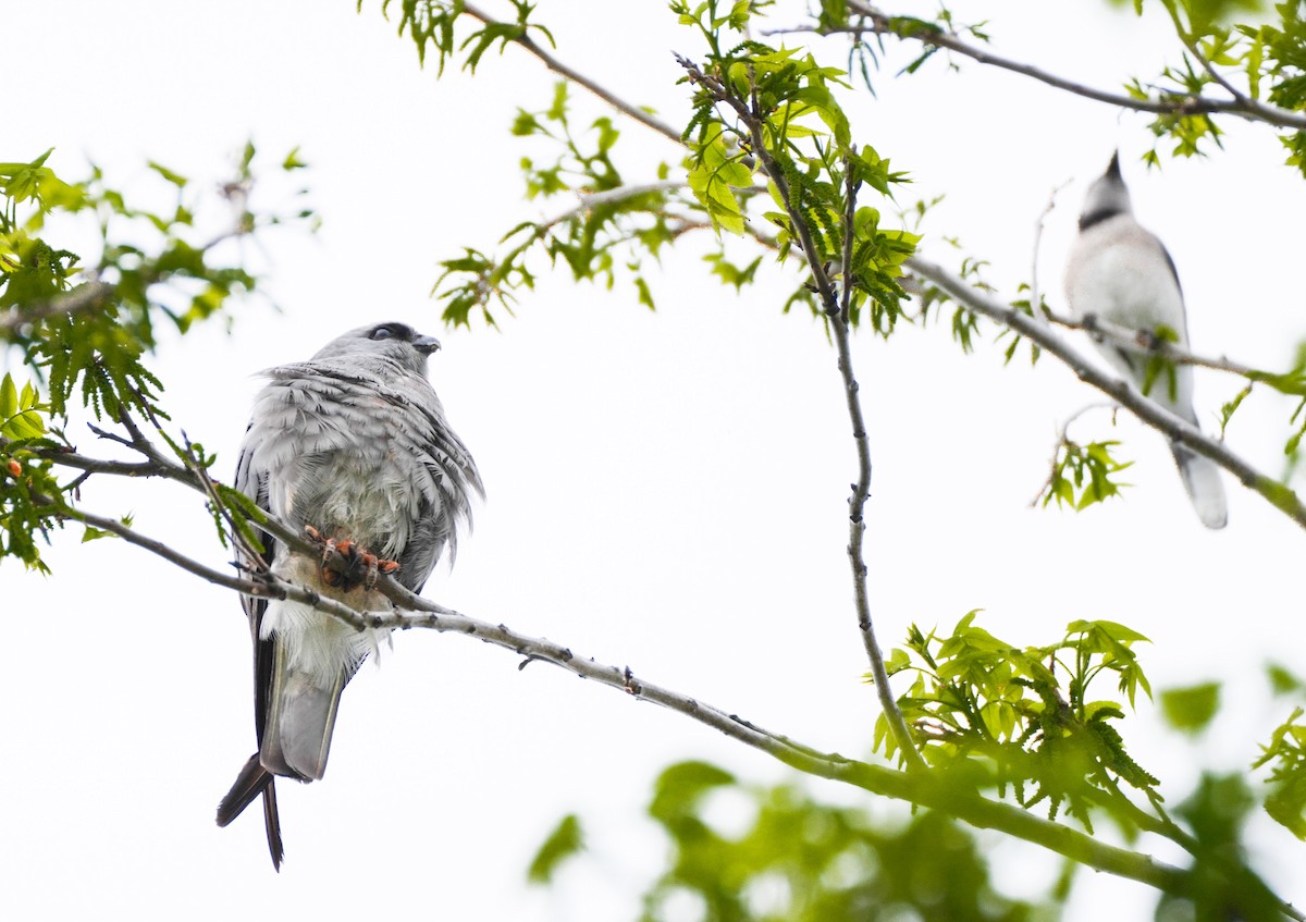 Mississippi Kite - ML639098215