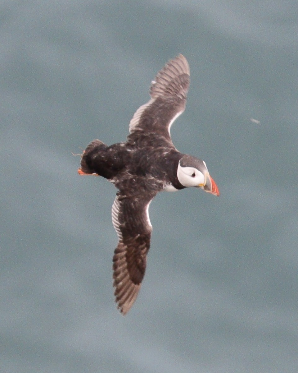 Atlantic Puffin - ML639098307