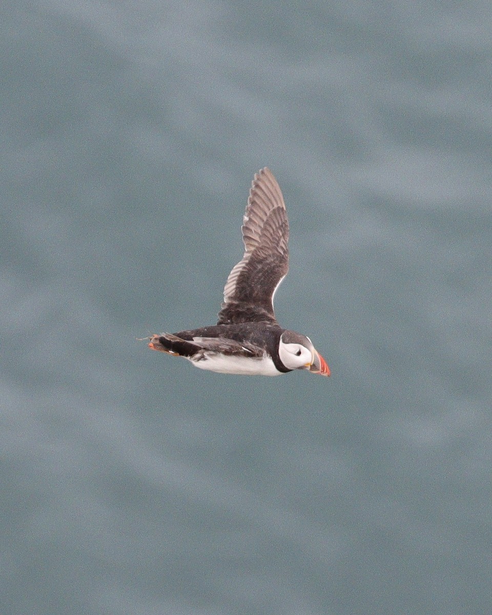 Atlantic Puffin - ML639098308
