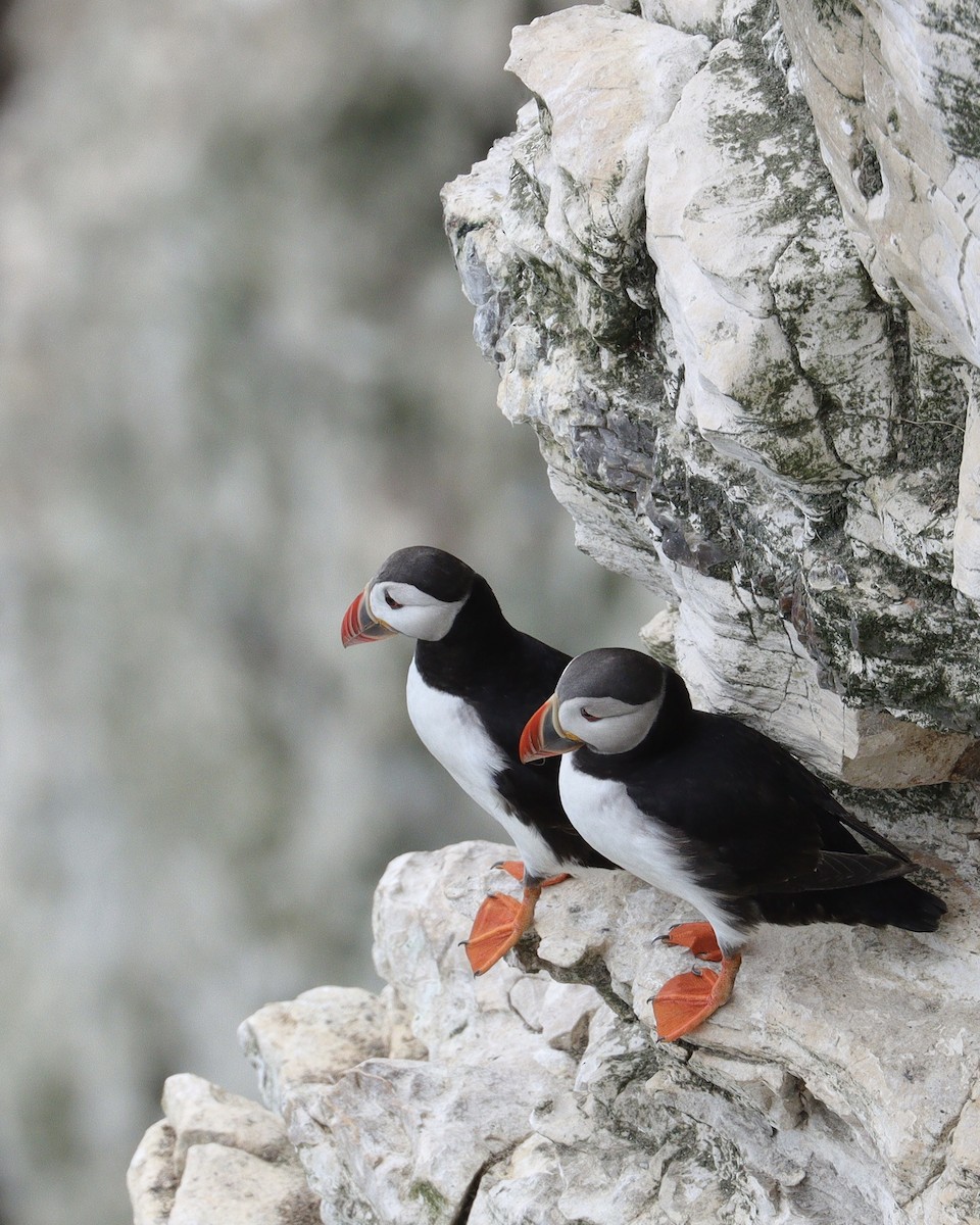 Atlantic Puffin - ML639098309