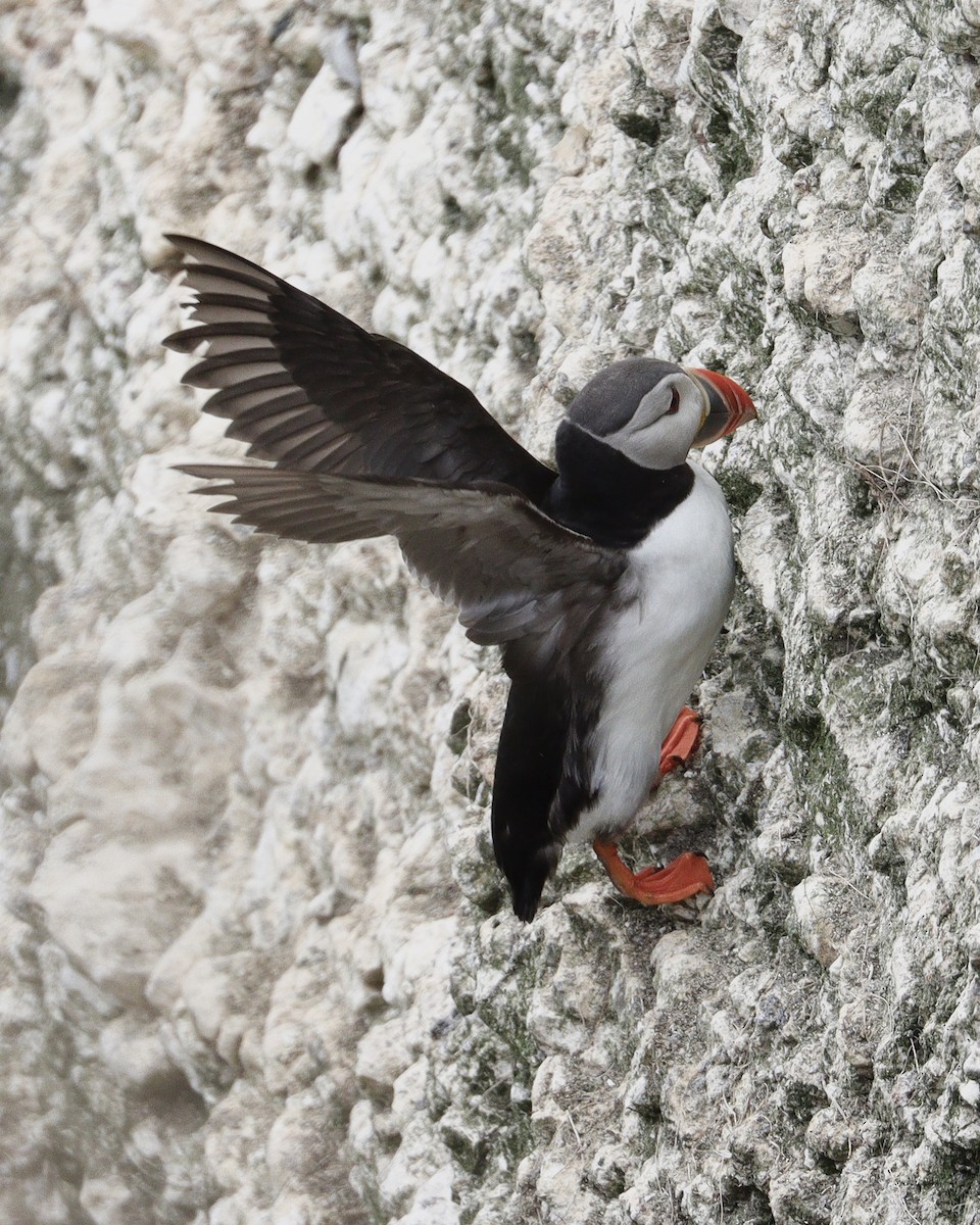 Atlantic Puffin - ML639098310