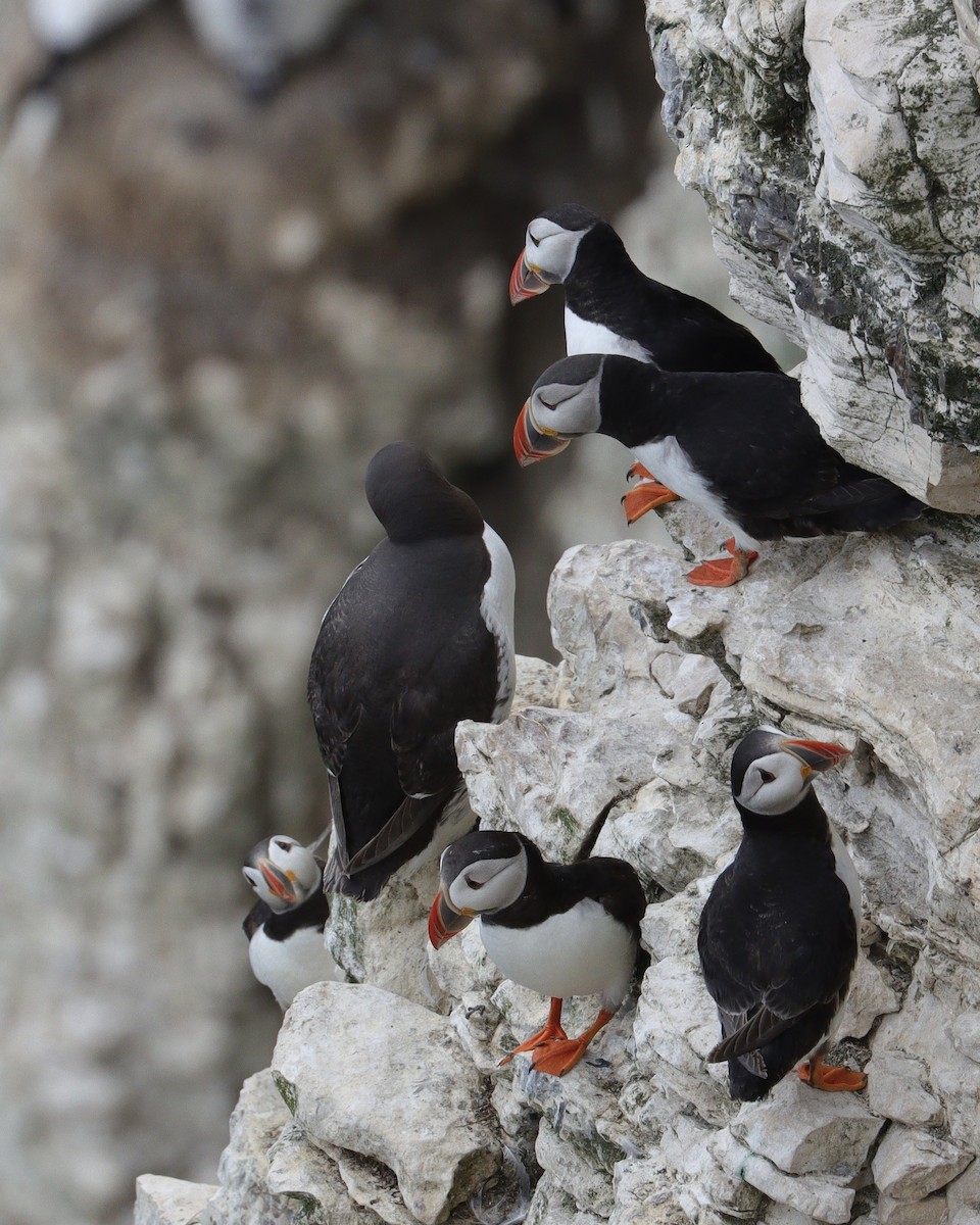 Atlantic Puffin - ML639098311
