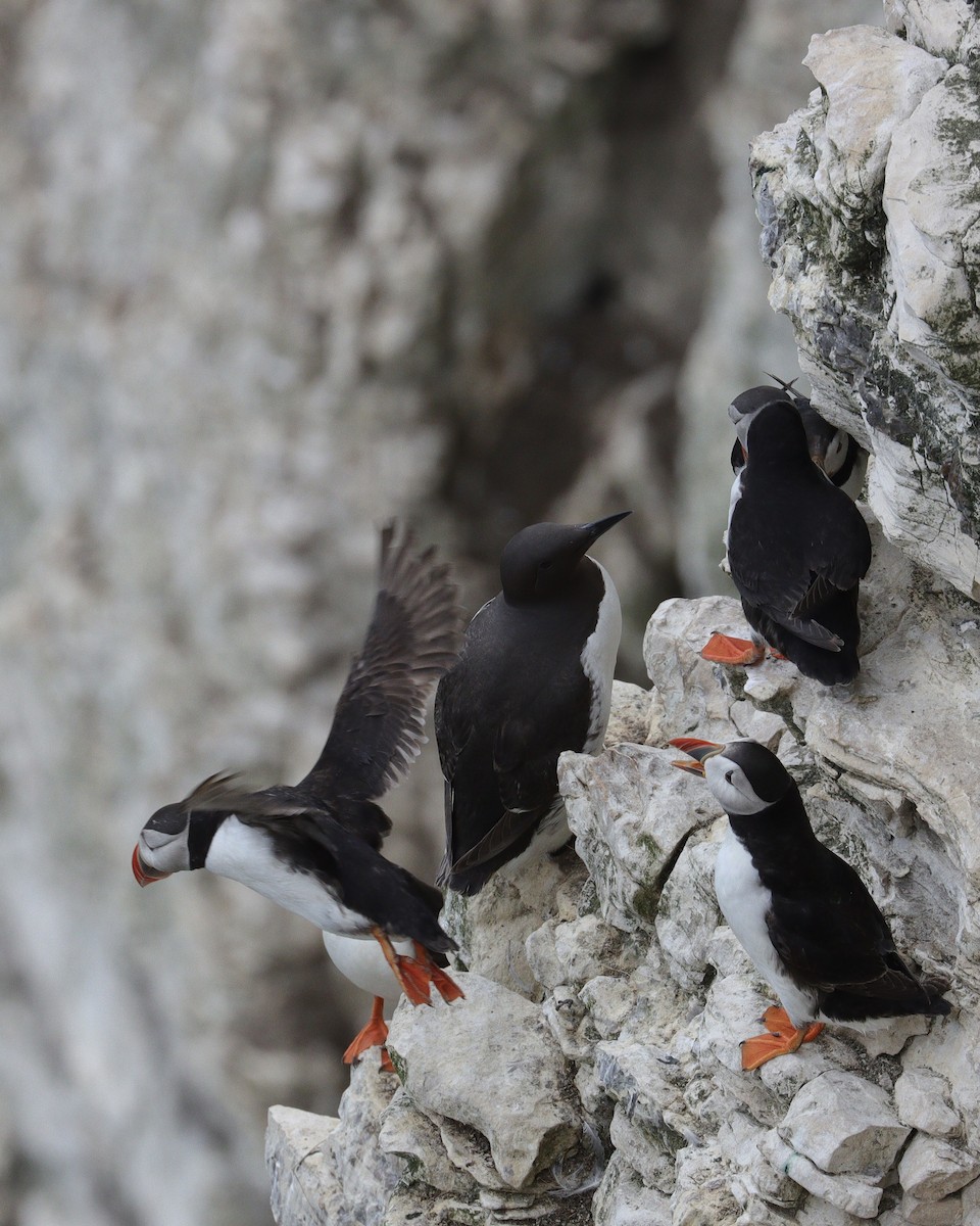 Atlantic Puffin - ML639098312