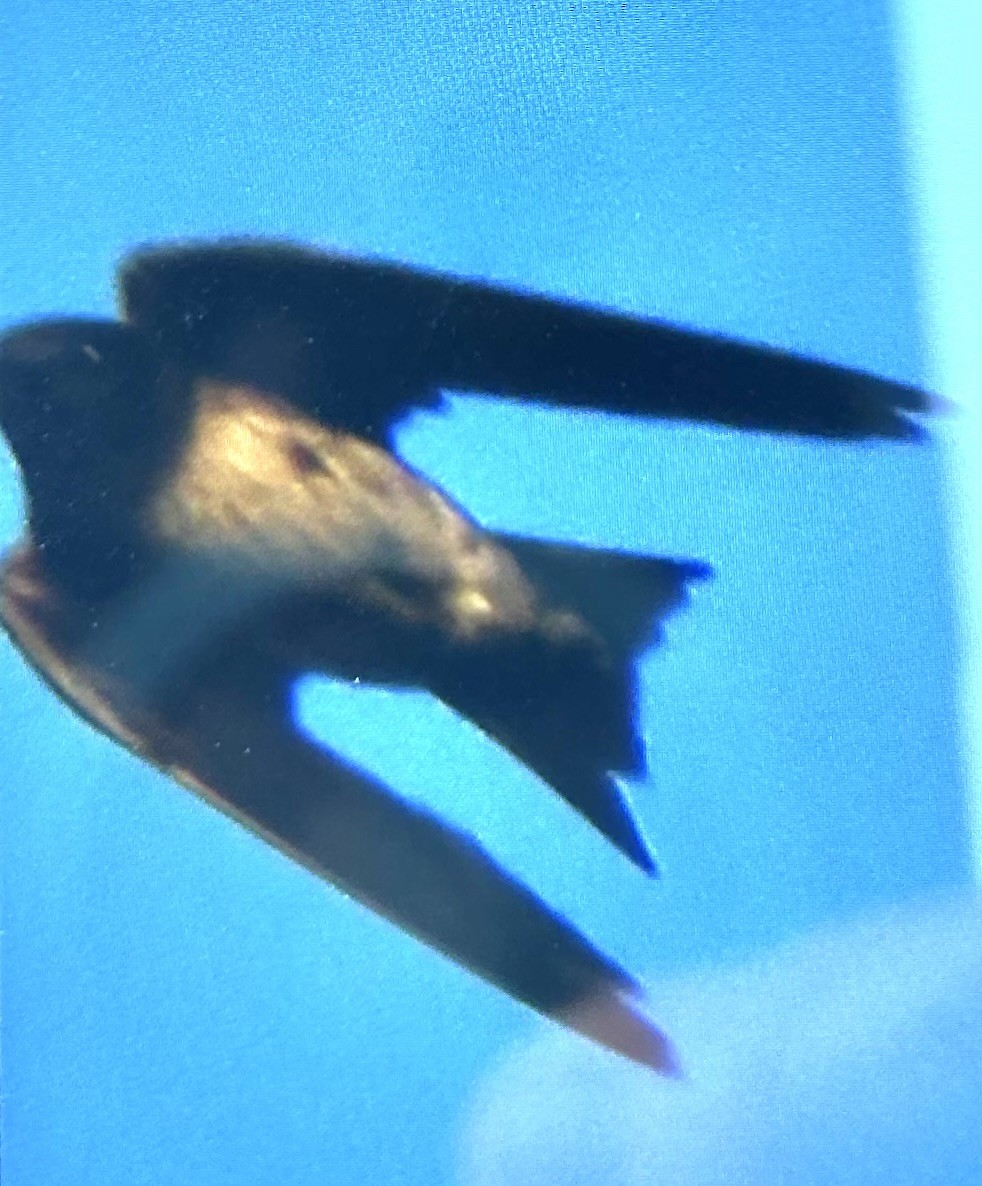 Purple Martin - ML639098348