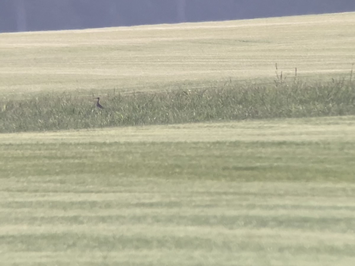 Upland Sandpiper - ML639098381