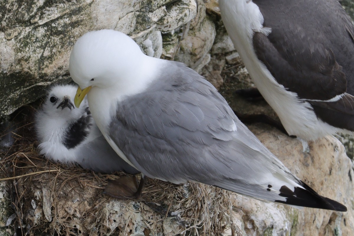 Black-legged Kittiwake - ML639098388