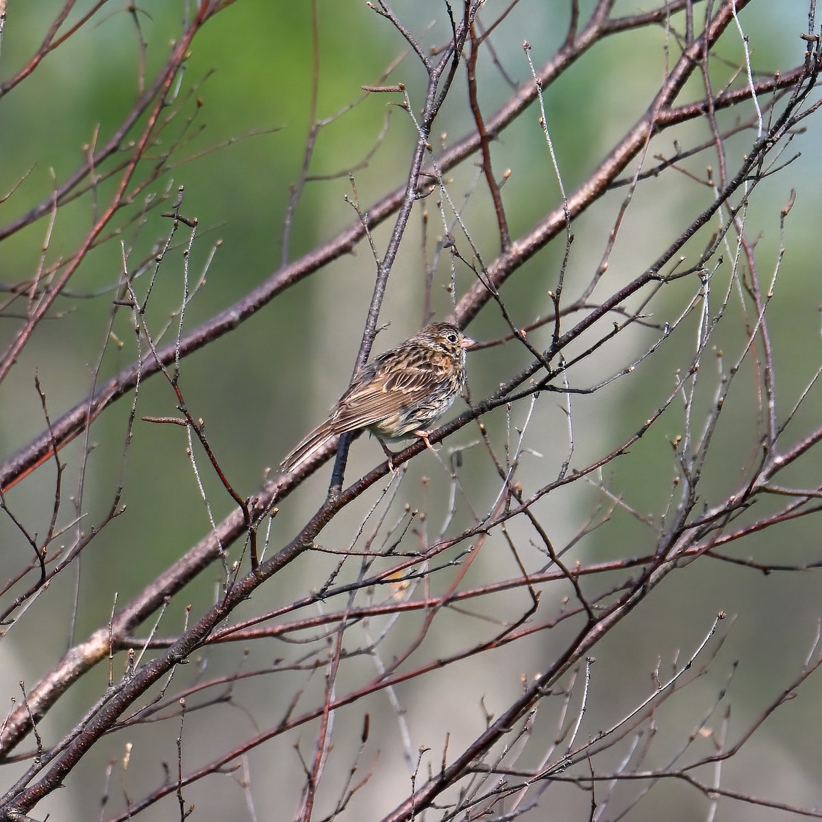 Vesper Sparrow - ML639098402