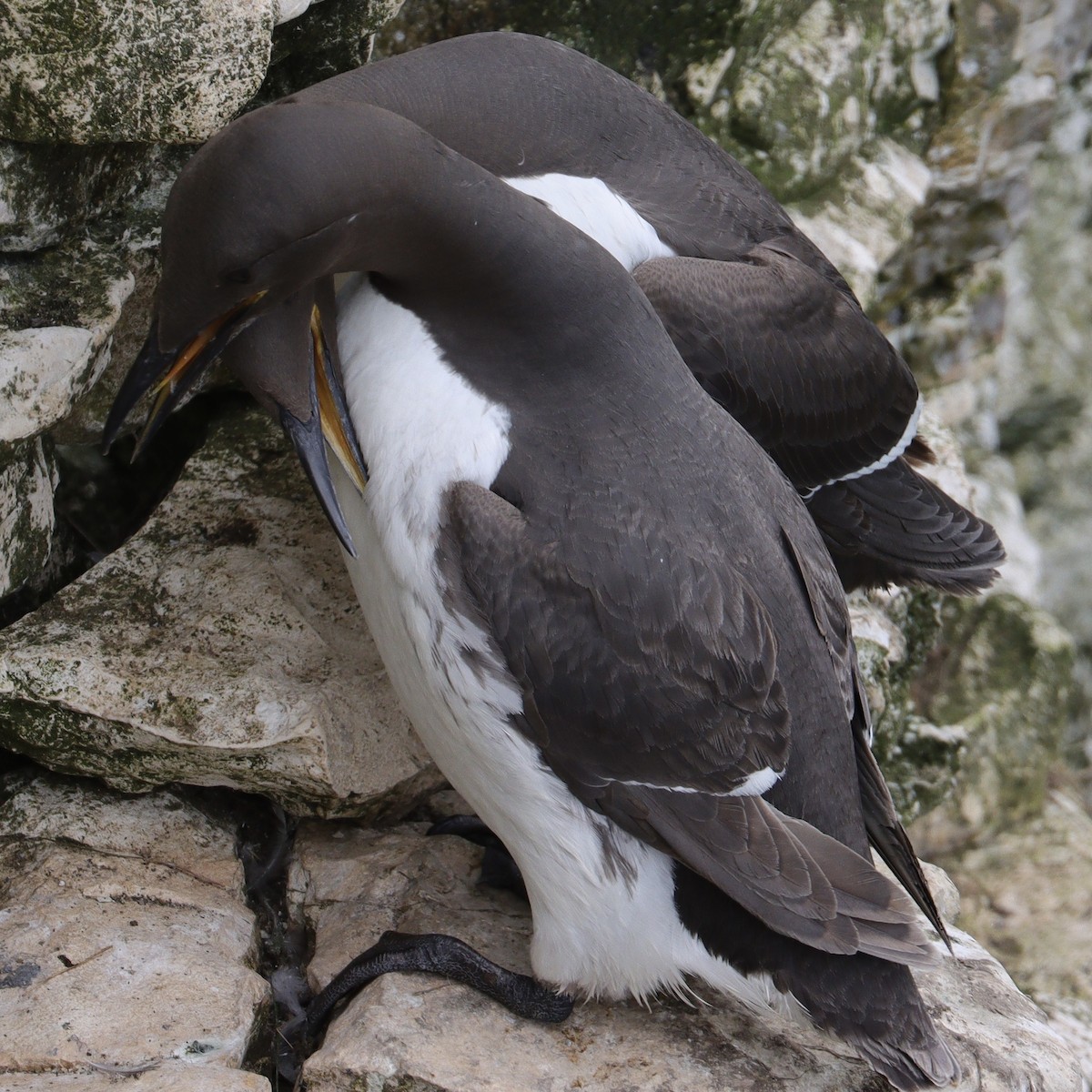 Common Murre - ML639098411