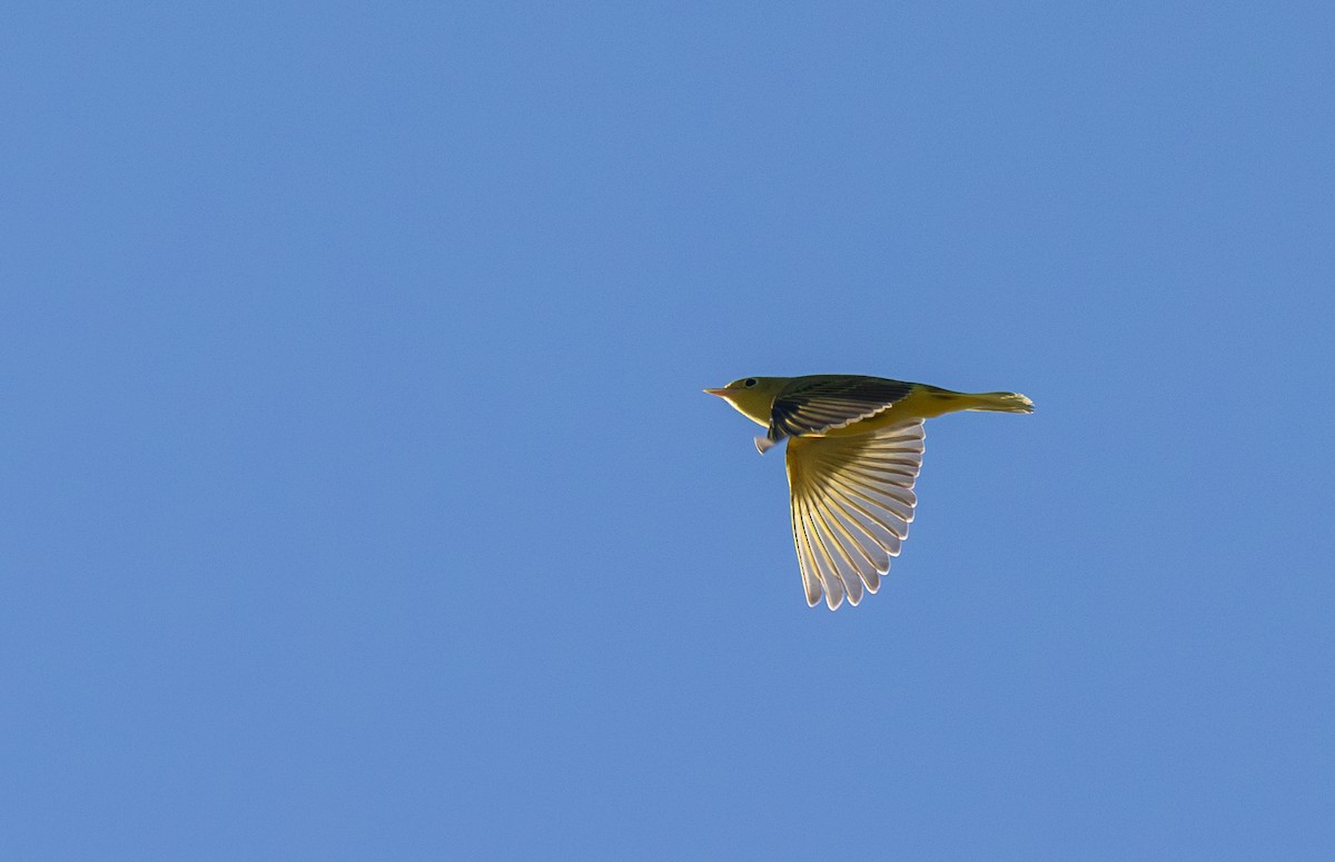 Yellow Warbler (Northern) - ML639098428