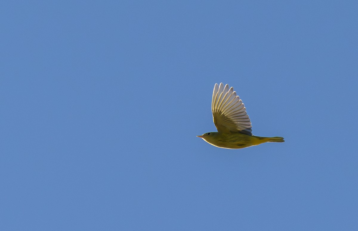 Yellow Warbler (Northern) - ML639098429