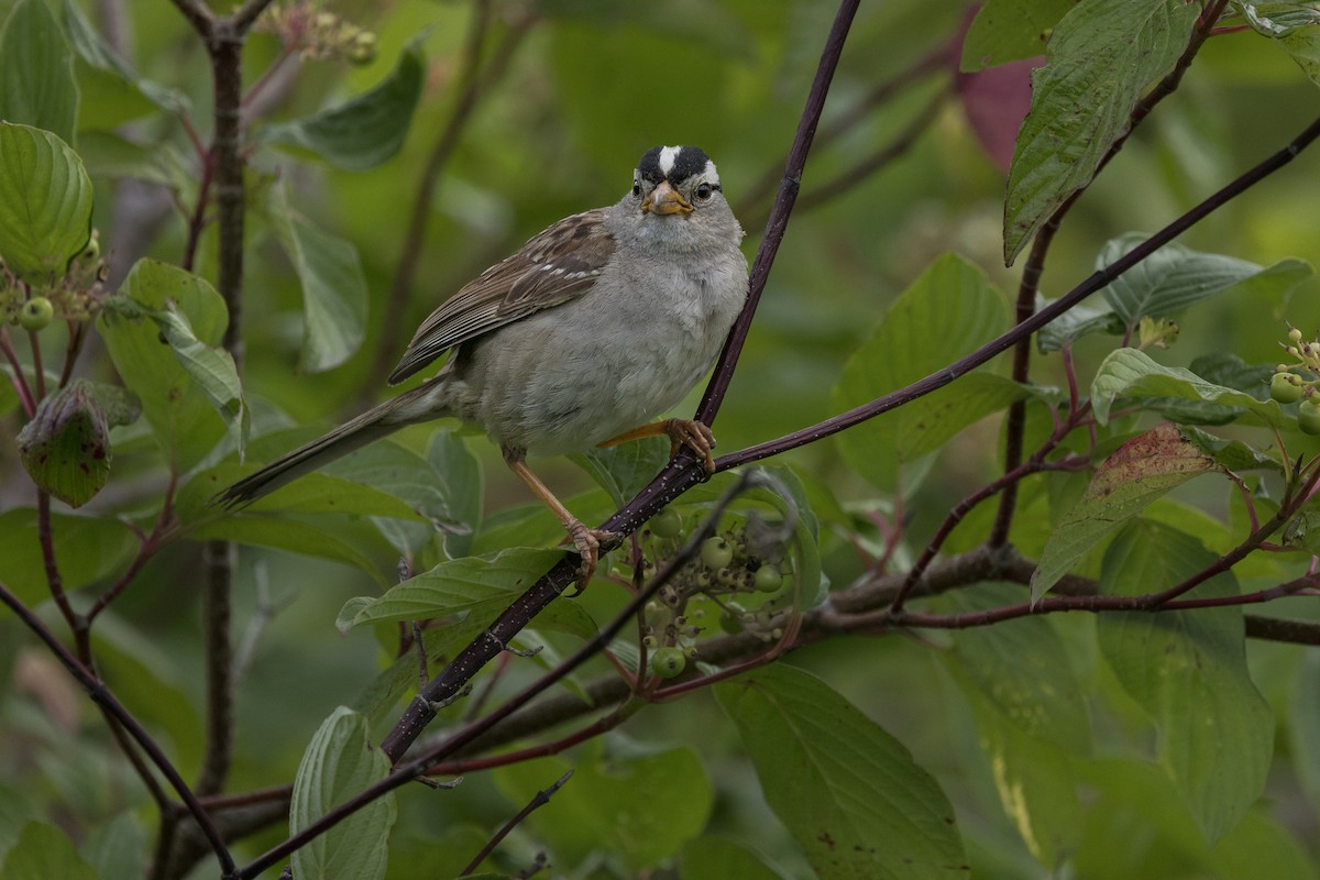 Бруант білобровий - ML639098467