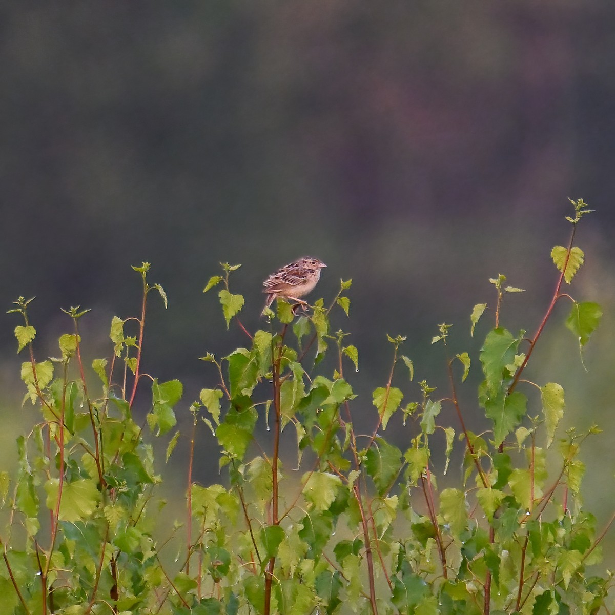 Grasshopper Sparrow - ML639098504