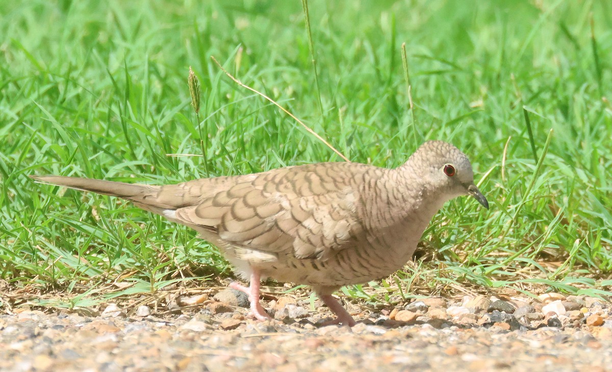 Inca Dove - ML639098510
