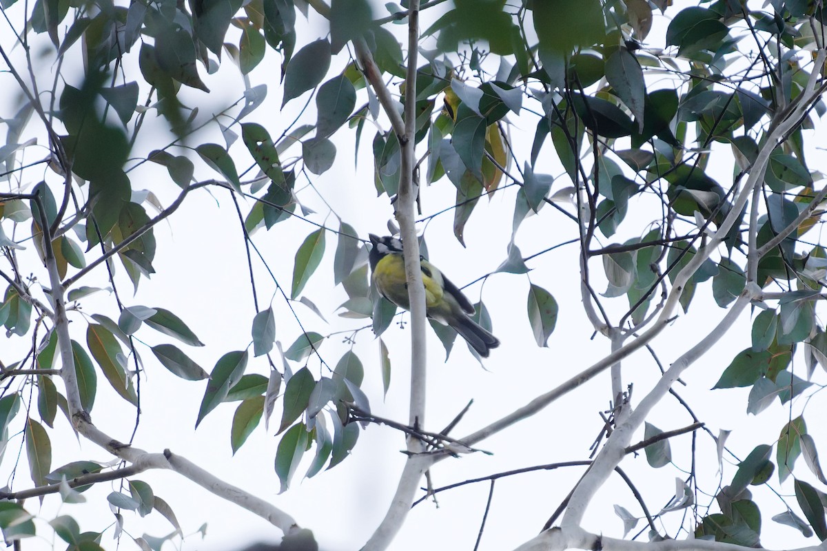 Eastern Shrike-tit - ML639098514