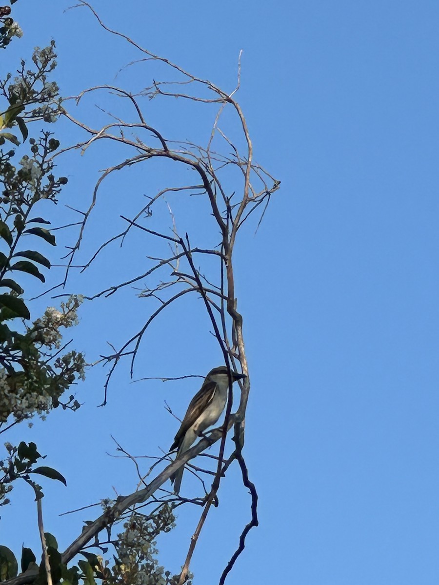 Gray Kingbird - ML639098536
