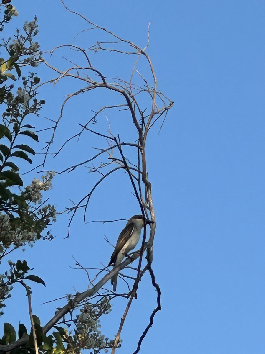 Gray Kingbird - ML639098537
