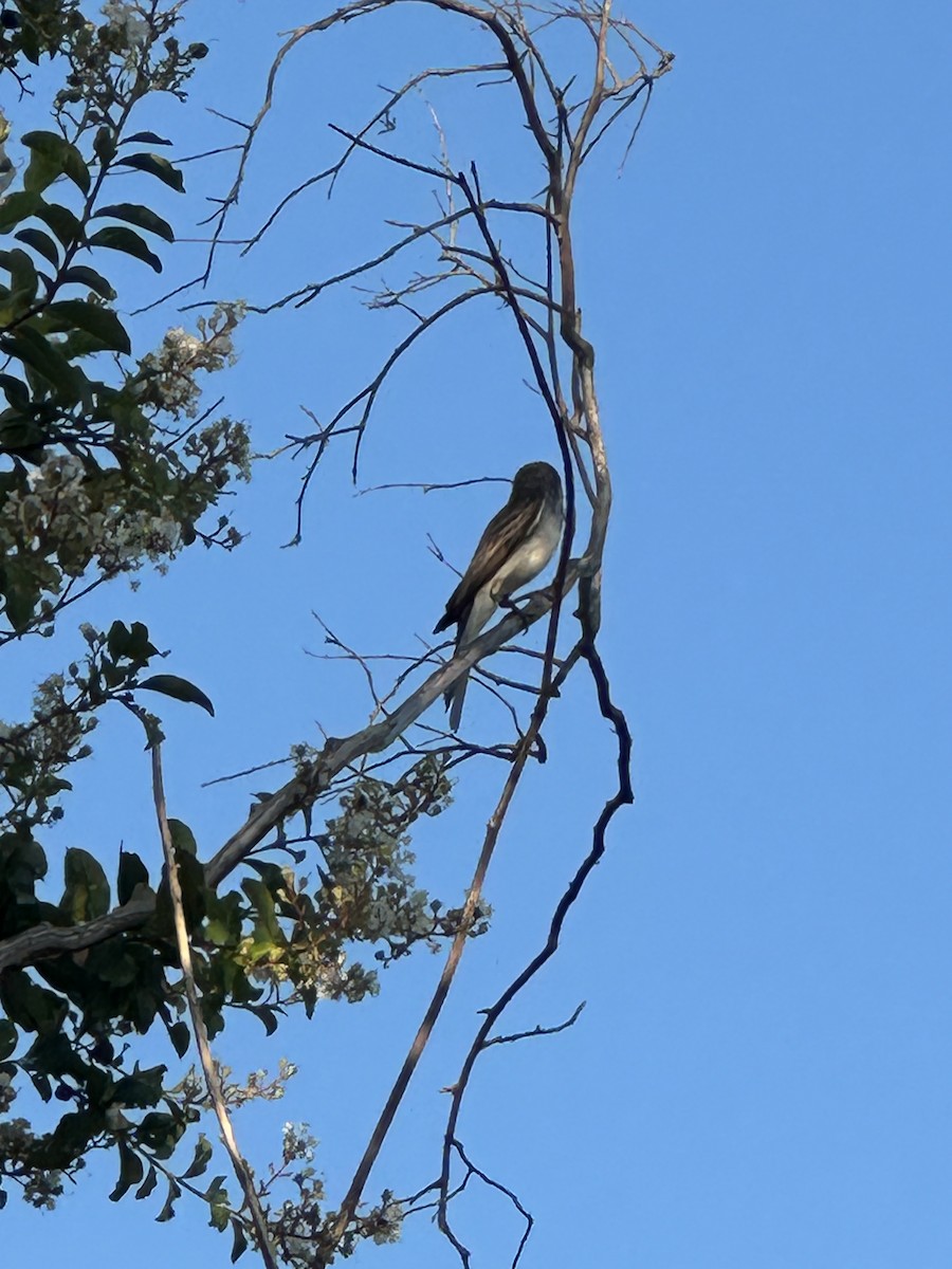 Gray Kingbird - ML639098538