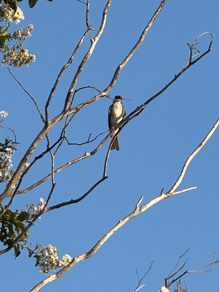 Gray Kingbird - ML639098540