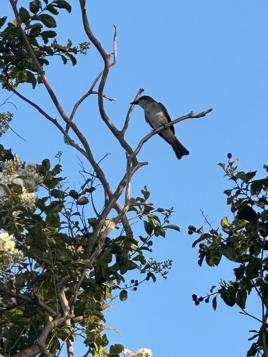 Gray Kingbird - ML639098541