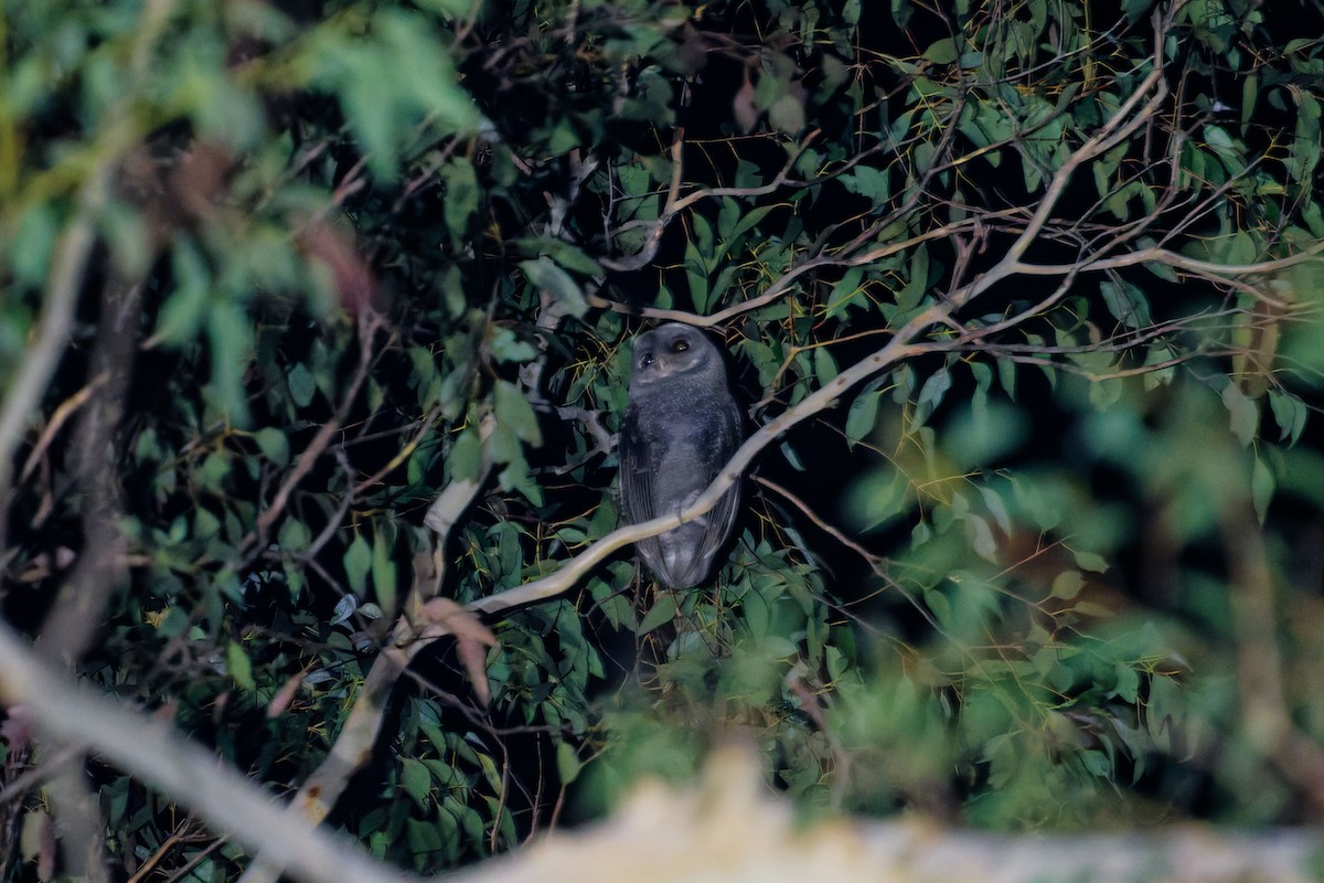 Sooty Owl (Greater) - ML639098551