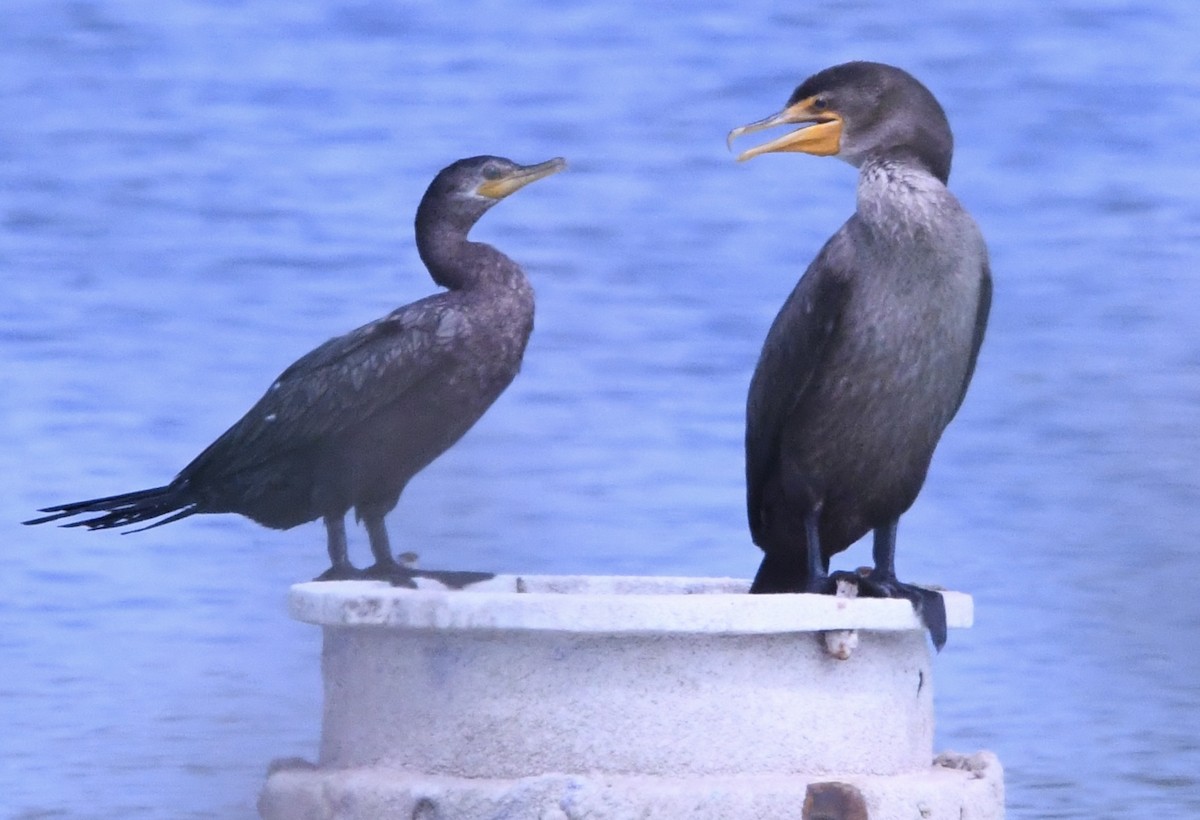 Double-crested Cormorant - ML639098567