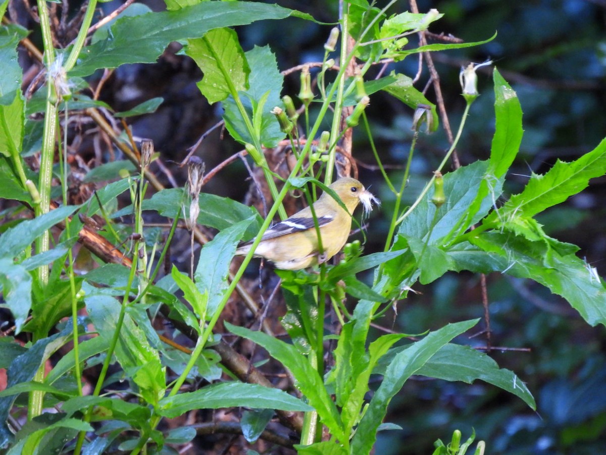 American Goldfinch - ML639098577