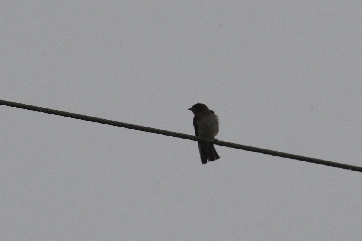 Cliff Swallow - ML639098580