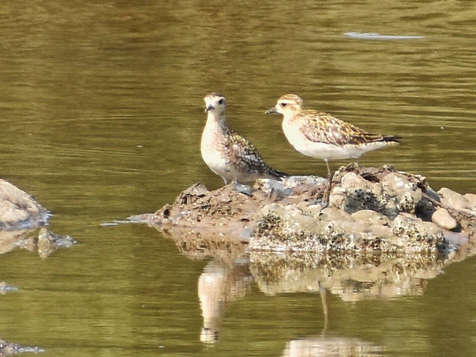 Pacific Golden-Plover - Dilip Savalia